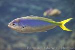 Yellow and blueback fusilier