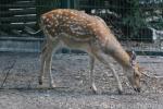 Dybowski's sika deer