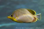 Yellowhead butterflyfish