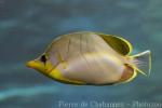 Yellowhead butterflyfish