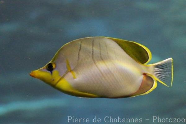Yellowhead butterflyfish