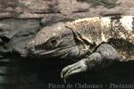 Common spiny-tailed iguana