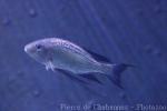 Featherfin cichlid