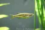 Purple golden danio