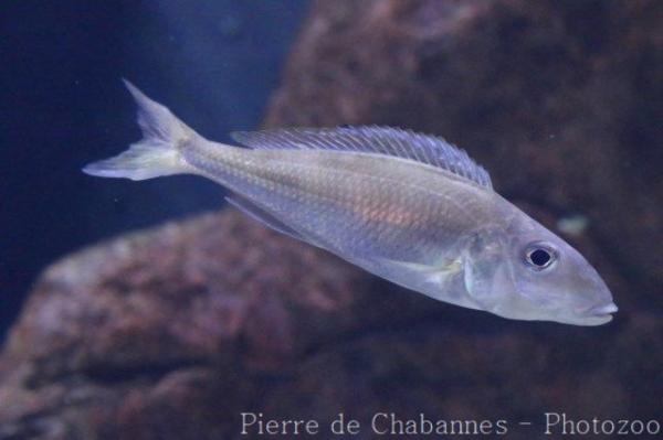 Black-chinned xenotilapia