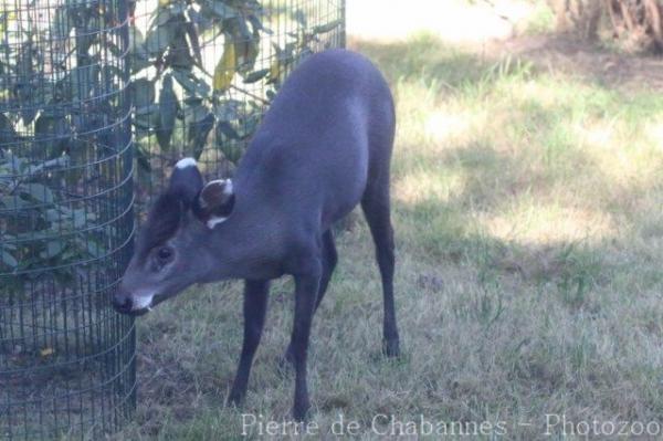 Tufted deer