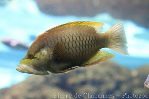 Sling-jaw wrasse