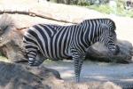 Chapman's zebra