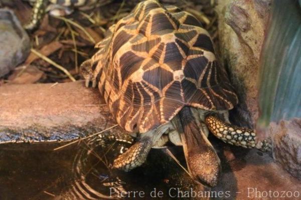 Burmese star tortoise