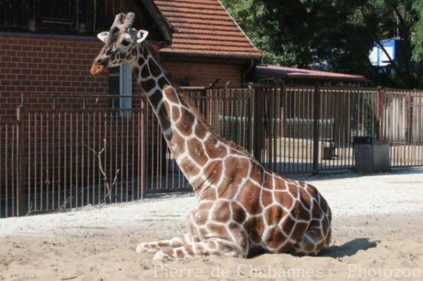 Reticulated giraffe