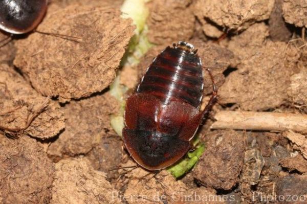 Broad Keys cockroach