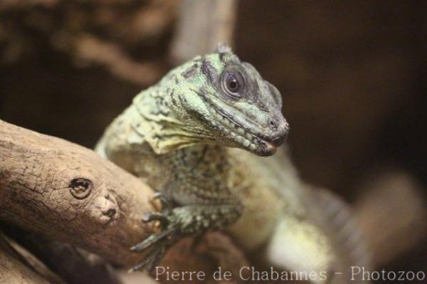 Amboina sailfin lizard