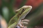 Eastern casquehead iguana