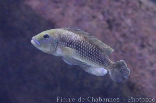 Pearly lamprologus