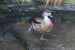 Crested duck