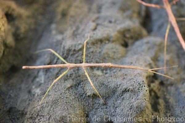 Vietnamese twig-insect