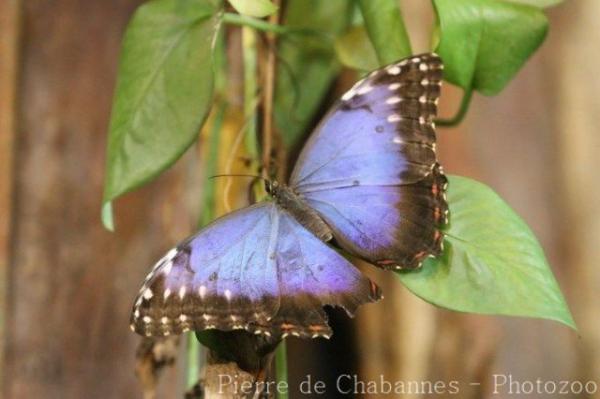 Peleides blue morpho