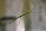 Peleng stick-insect