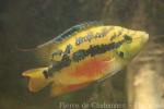 Yellowbelly cichlid