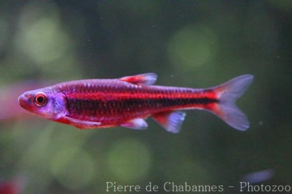 Rainbow shiner