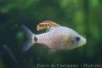 Drape-fin barb