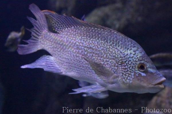 Tanganyika tilapia