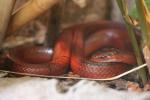 Red bamboo ratsnake