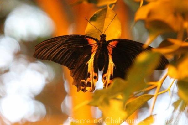 Scarlet mormon