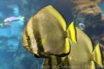 Orbicular batfish