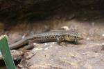 Peloponnese wall lizard