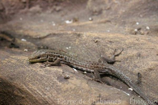 Balkan wall lizard