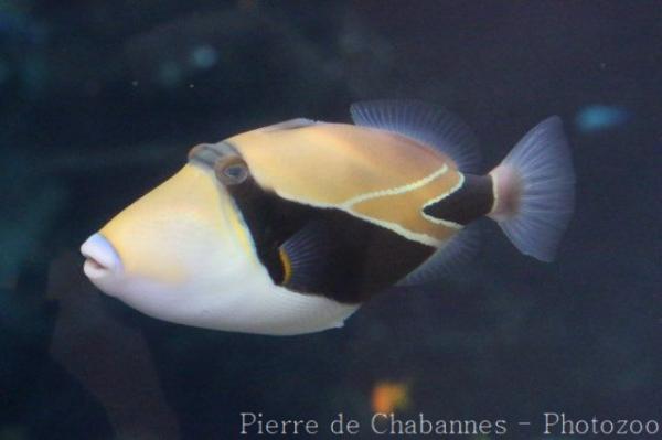 Wedge-tail triggerfish