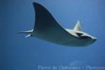 Oman cownose ray