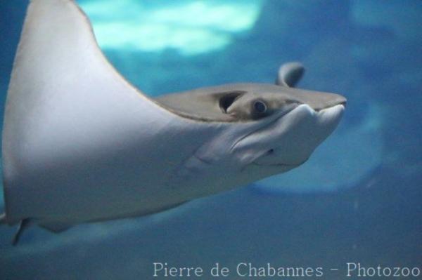 Oman cownose ray