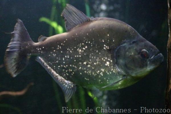 Redeye piranha