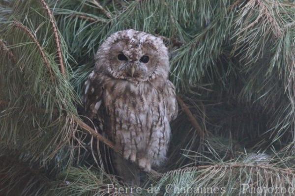 Tawny owl