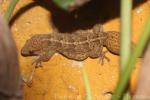 Tenerife wall gecko