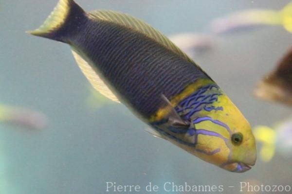 Goldbar wrasse