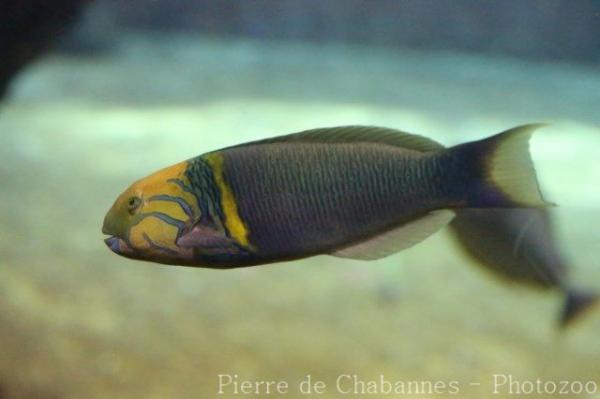 Goldbar wrasse