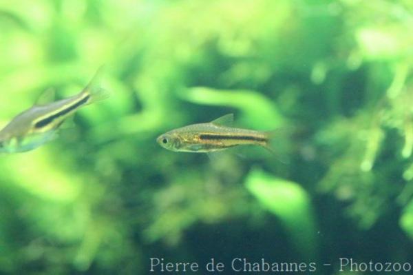 Siamese rasbora