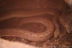 Dusky dwarf boa