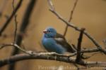 Blue-capped cordonbleu