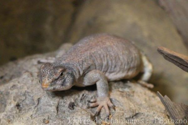 Omani spiny-tailed lizard