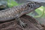 Southeastern girdled lizard