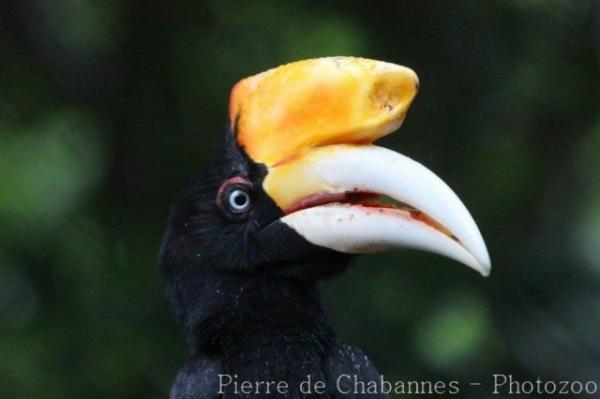 Javan rhinoceros hornbill