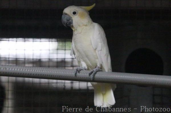 Yellow-crested cockatoo