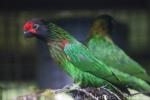 Yellow-streaked lory