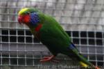 Red-flanked lorikeet