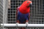 Eclectus parrot