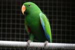 Eclectus parrot